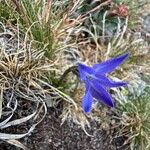 Campanula herminii Blomma