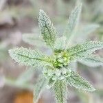 Heliotropium bacciferum Hoja