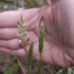Trisetum paniceum 花