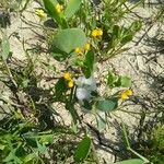 Coronilla scorpioides Flower