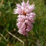 Bistorta officinalis Blomma