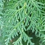 Thuja occidentalis Folla