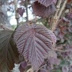 Corylus maxima Blad