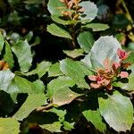 Quercus agrifolia Fulla