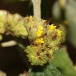 Waltheria indica Квітка