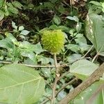 Croton guatemalensis Fruit