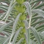 Echium wildpretii Blad