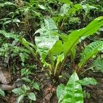 Palisota mannii Hoja
