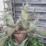 Opuntia littoralis Lapas