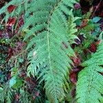 Athyrium filix-femina Feuille