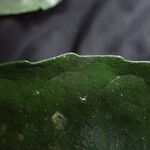 Rinorea oblongifolia Yaprak