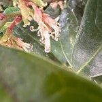 Sarcococca hookeriana Flower