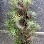 Tillandsia andreana Frunză