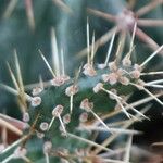 Austrocylindropuntia cylindrica Liść