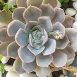 Echeveria lilacina Lapas