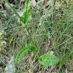 Rumex arifolius Blad