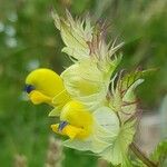 Rhinanthus major Flower