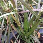 Pennisetum setaceum List