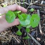 Claytonia perfoliataLeaf