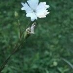 Silene alpestris Flower