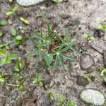 Lupinus angustifolius Hoja