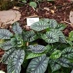 Alocasia baginda Хабит