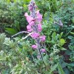 Pedicularis rostratospicata 花