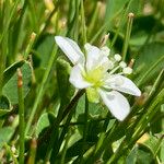 Minuartia laricifolia Flower