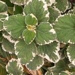 Coleus madagascariensis Leaf