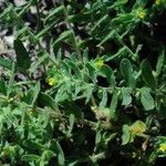 Alkanna lutea Ravina
