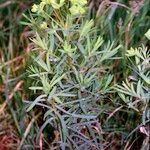 Euphorbia esula Other