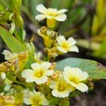 Sisyrinchium striatum Fleur