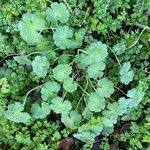 Geranium molle Habit