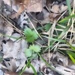 Potentilla canadensis Hoja