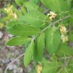 Lonicera morrowii Лист