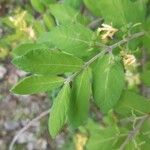 Lonicera morrowii Blad