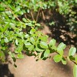 Pyracantha koidzumiiLeaf