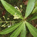 Hymenandra stenophylla Flor