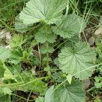 Geum pyrenaicum ഇല