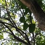 Catalpa bungei Hostoa