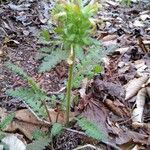 Pedicularis canadensis 叶