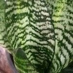 Sansevieria trifasciata葉