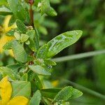 Hypericum hypericoides Листок