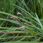 Carex riparia Fruit