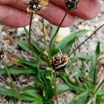 Plantago atrata Flower