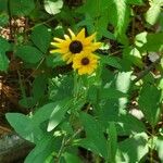 Rudbeckia hirta Habit