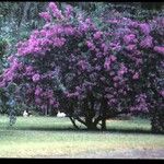 Bougainvillea glabraHábitos