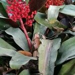 Aechmea miniata Συνήθη χαρακτηριστικά