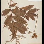 Porocystis toulicioides Fruto