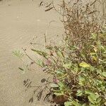 Desmodium tortuosum Çiçek